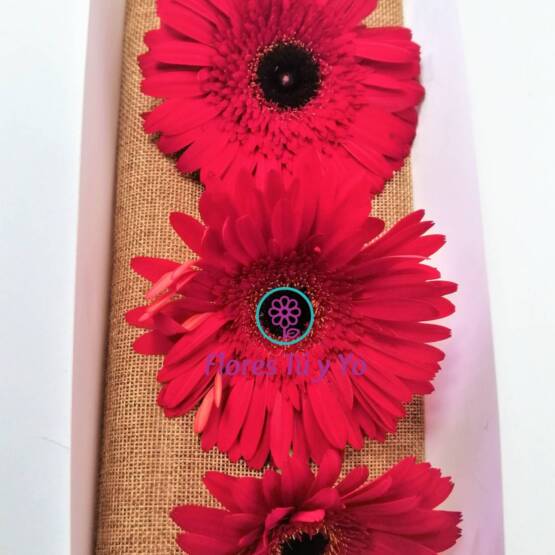 Caja De 3 Gerberas Rojas